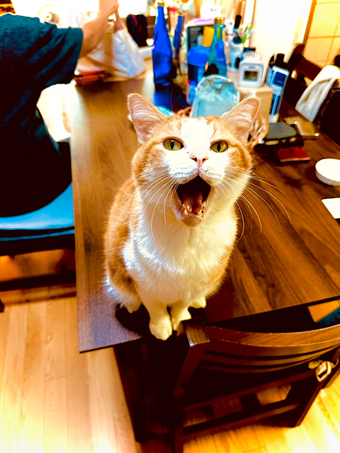 ギャラリー画像