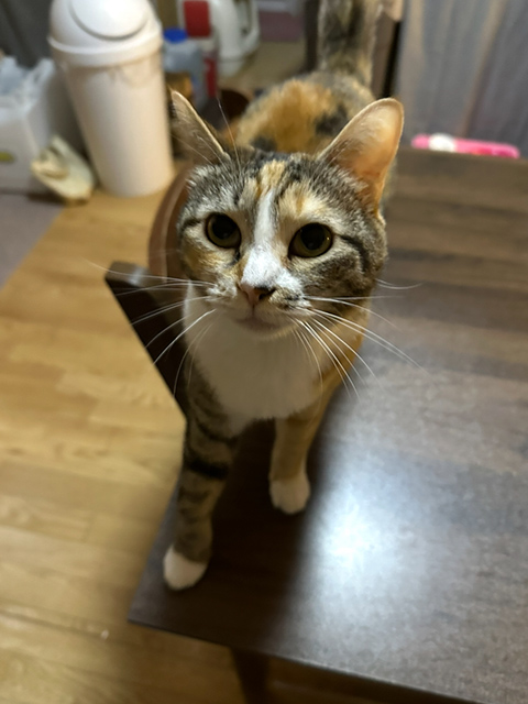 ギャラリー画像