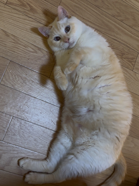 ギャラリー画像