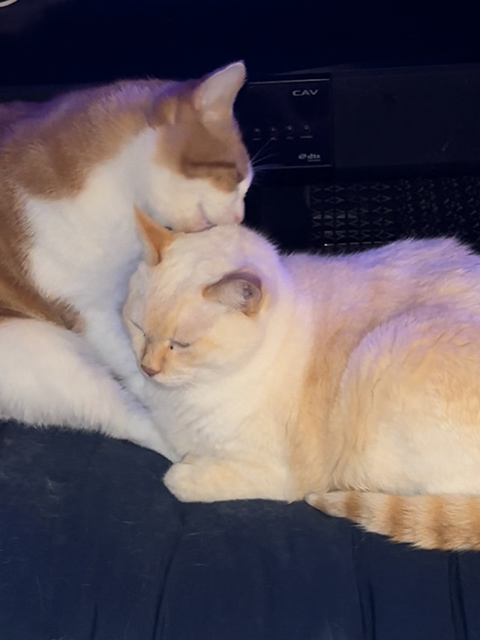 ギャラリー画像