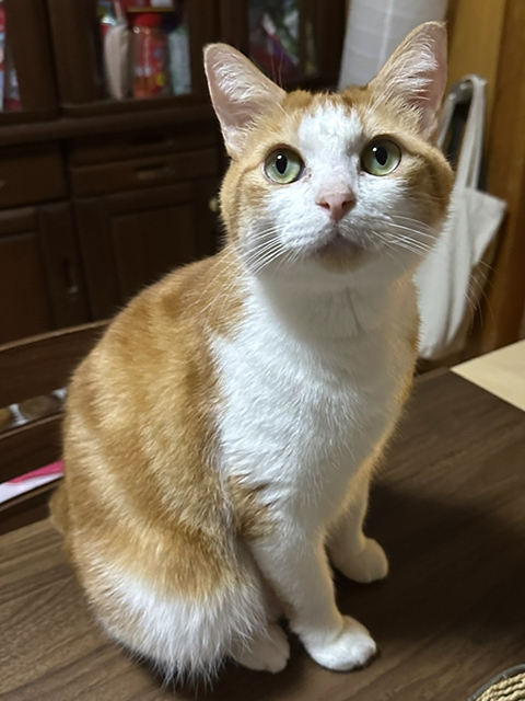 ギャラリー画像